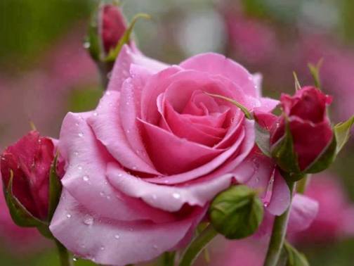 Поэт влюблённый...