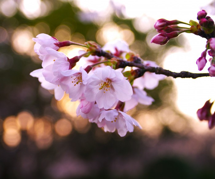 Весняне пробудження