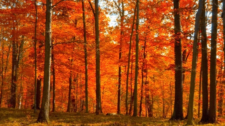 Как хорошо в осеннем лесу...