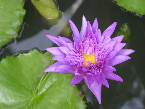 Счастливые дары