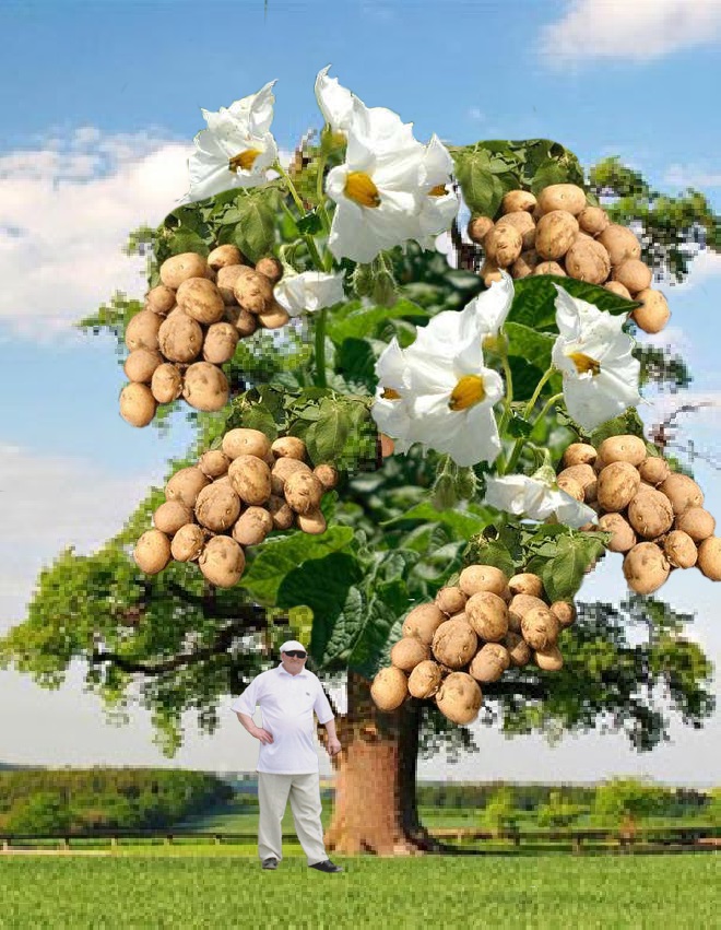 Древо жизни