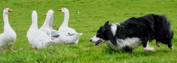 Утки и гуси