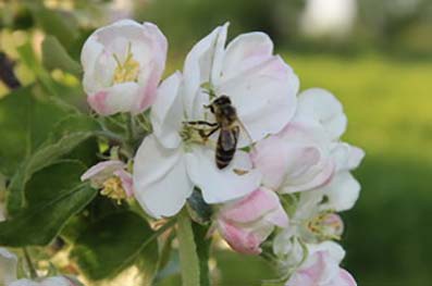 Грёзы весеннего сада