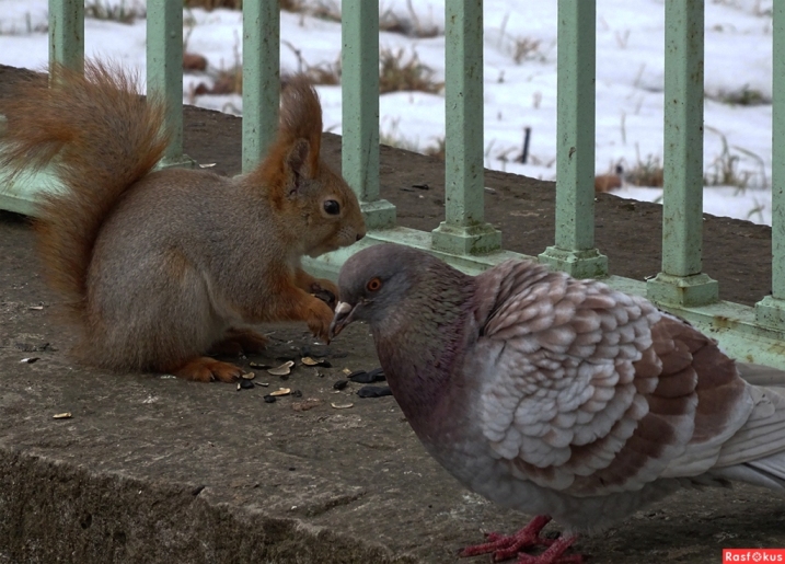 Конкурс - Семечки