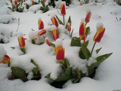 Мартовский снег