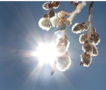 Красавица весна