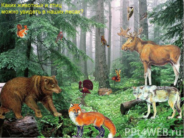 Совещание в лесу ч 5