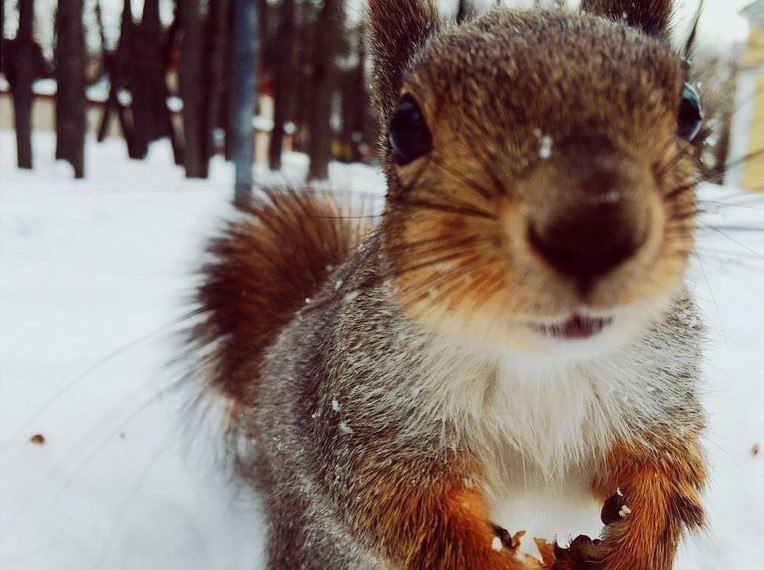 белочка пермь