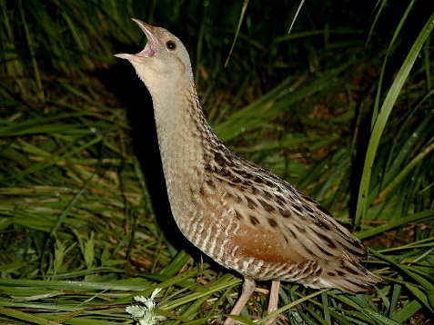 Плач перепёлки..