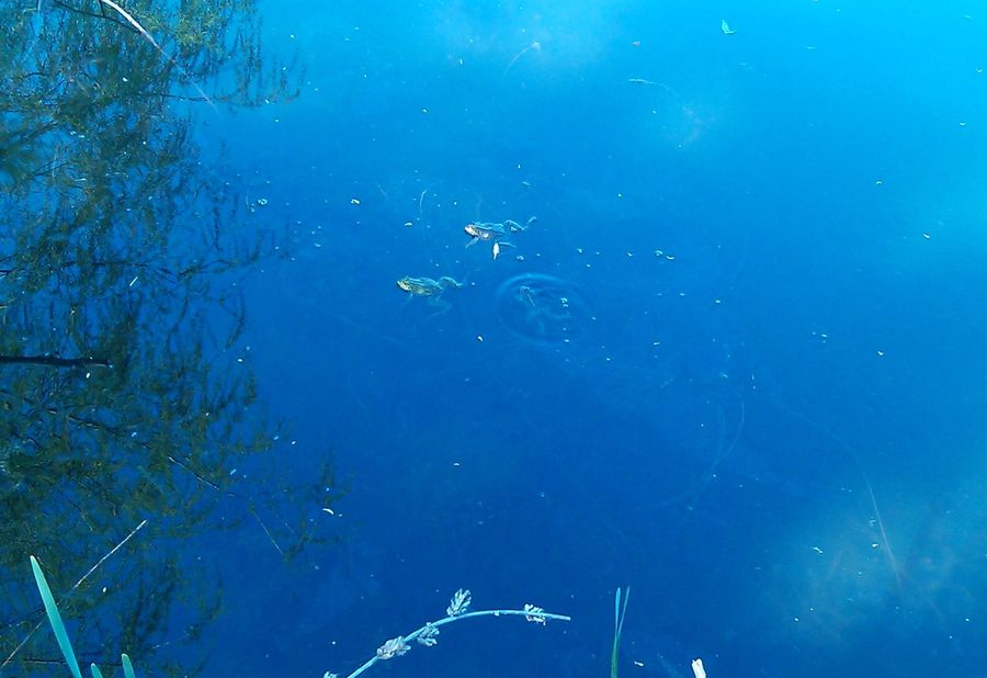 Как птицы...