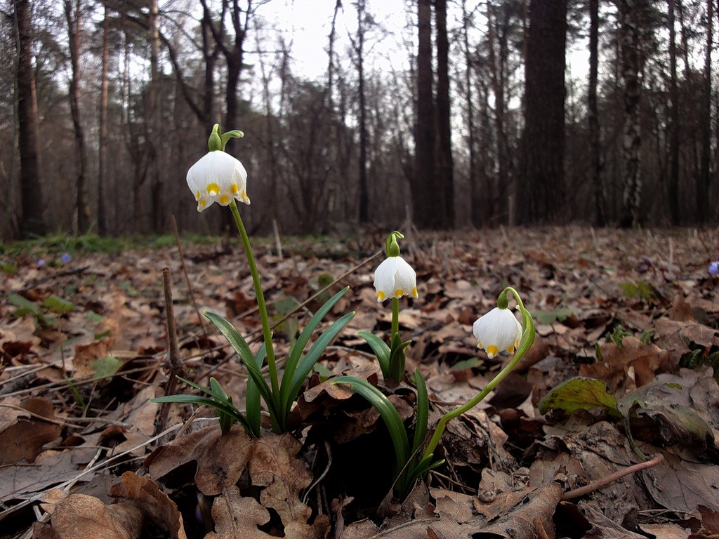 Белые цветы ранней весной. Подснежники в лесу. Белые цветы в лесу. Белые цветы в лесу весной. Белые весенние цветы в лесу.