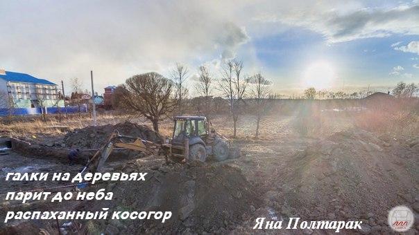 галки на деревьях - КХ вольный ветер