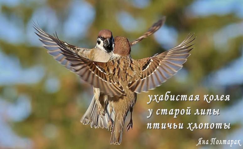 ухабистая колея - - КХ вольный ветер