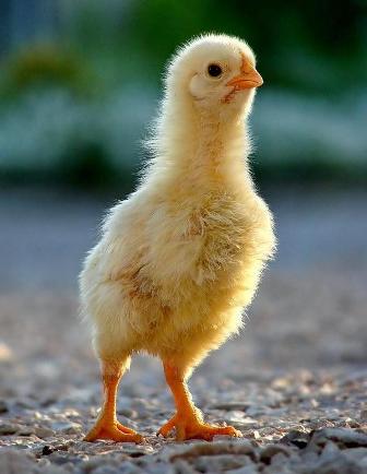 Цыплёнок