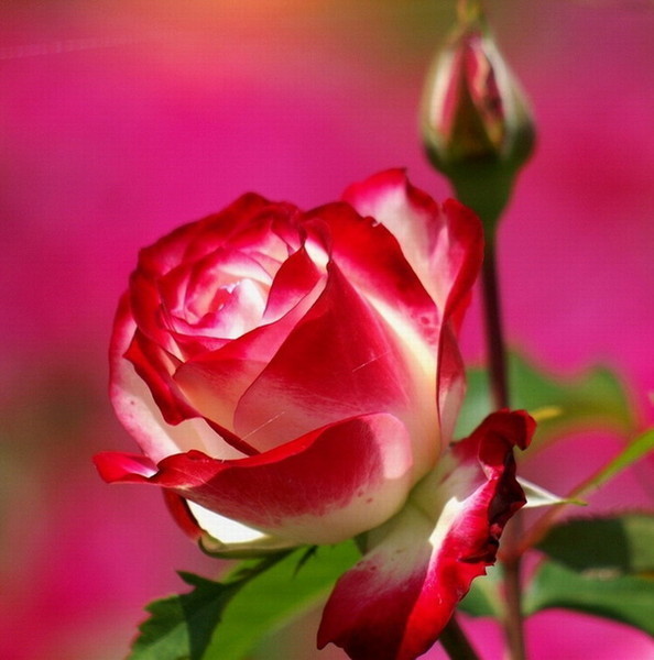 ибо наша жизнь, такая короткая...