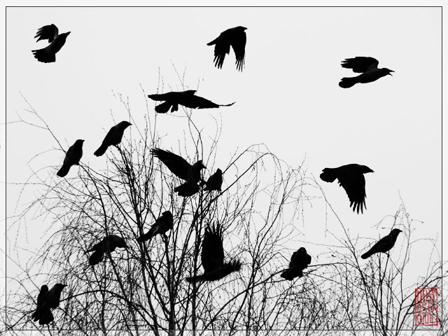 Птиц весенний хоровод..