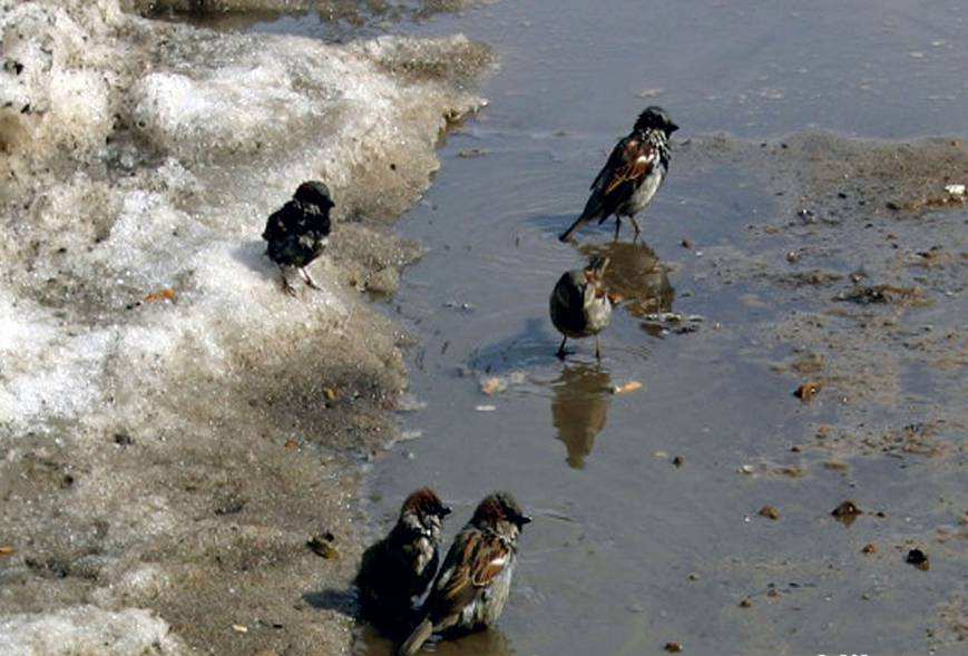 Прощай сестра вьюга