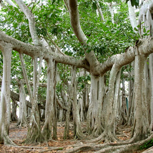 Железное дерево