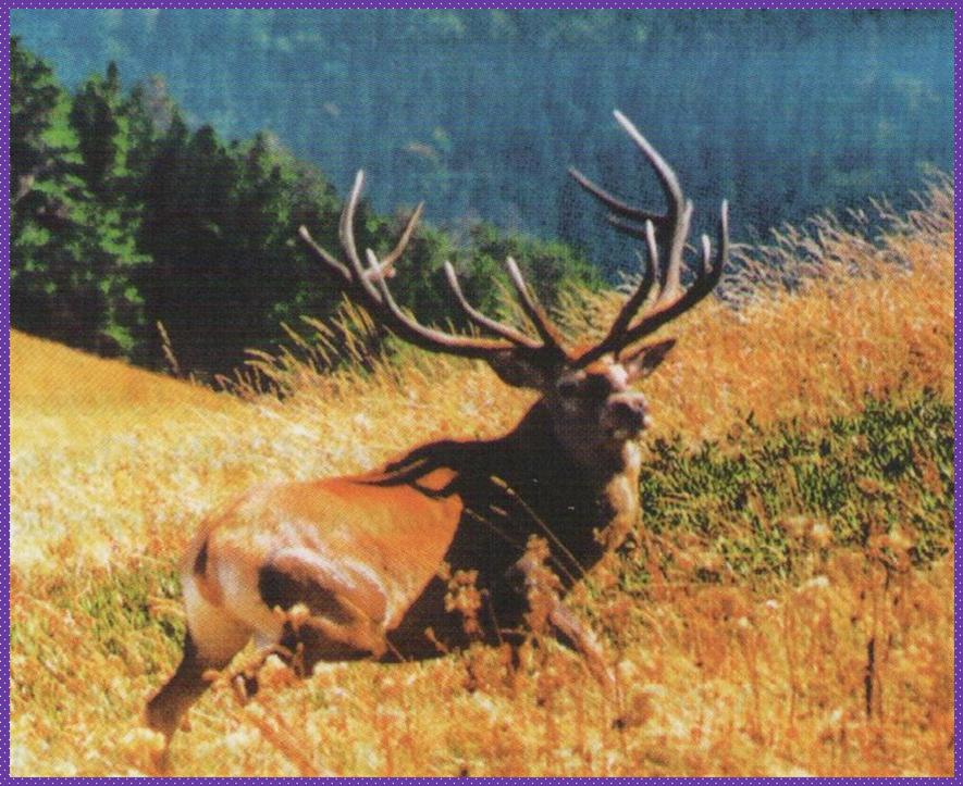 Олень кавказский!