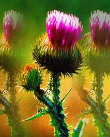 Украинский Гарик 141