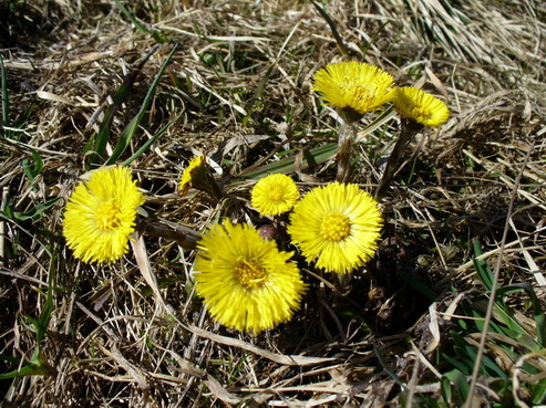 Цветок мать-и-мачехи