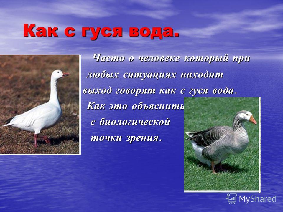 Free Images : nature, sand, wet, pelican, wildlife, swim, splashing, duck, goose