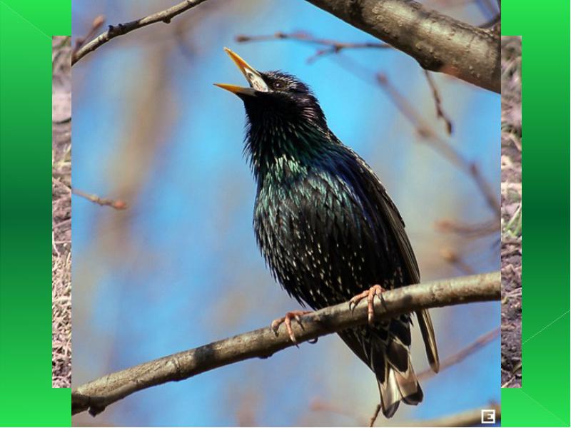 Весной запахло