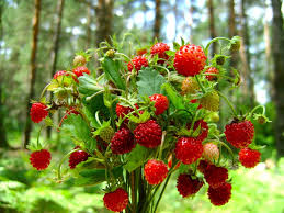 Земляничка