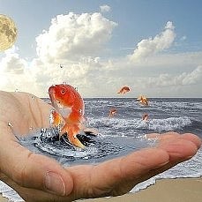 Золотая рыбка