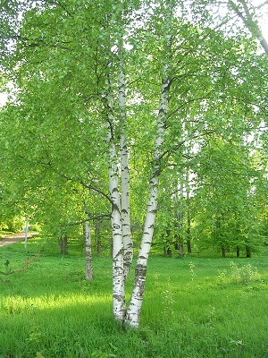 Листьев, зелёных, большущий букет