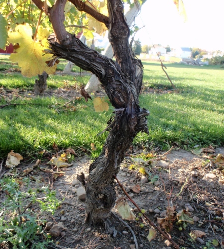 Cabernet Franc
