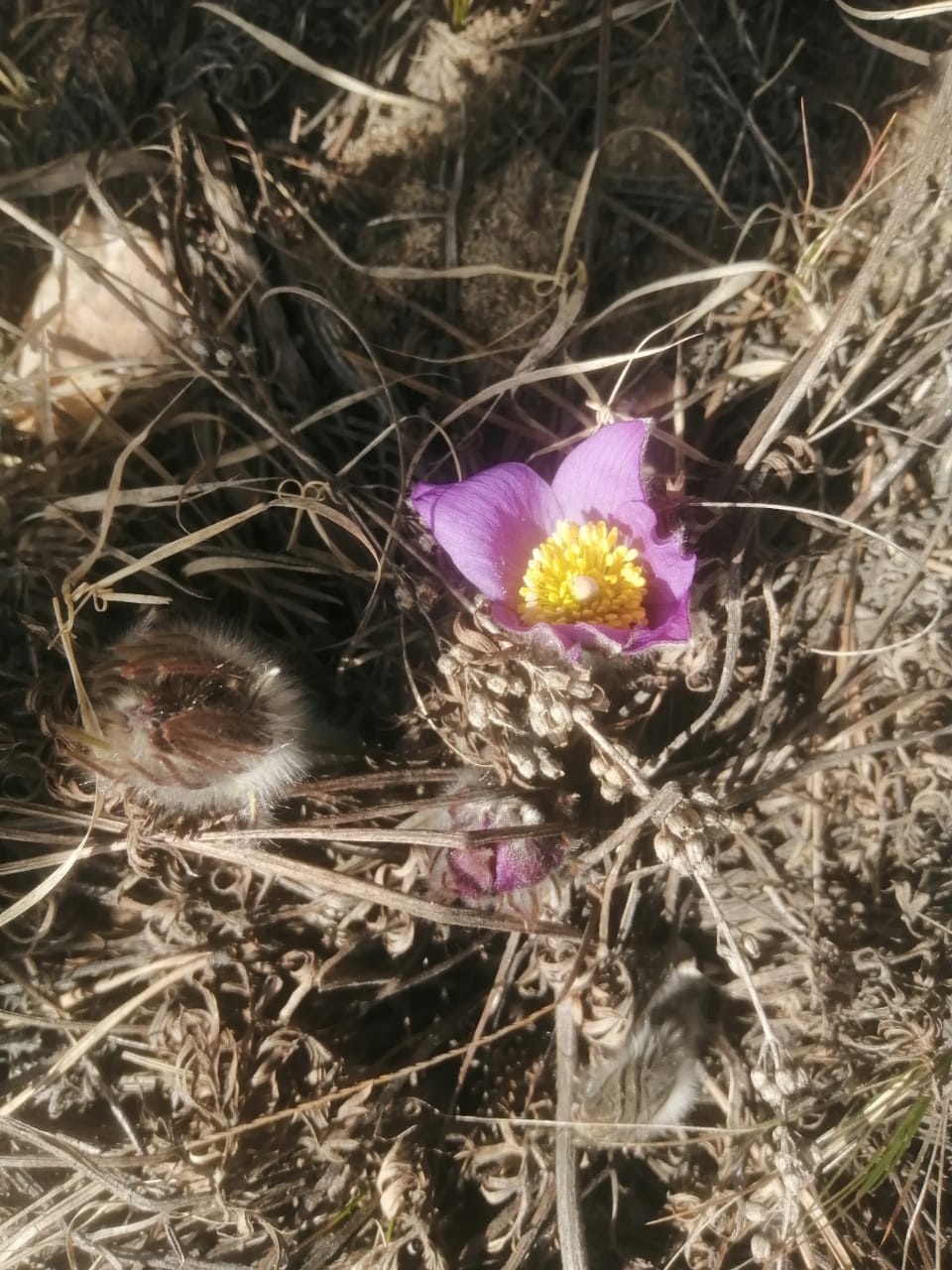 Растаял снег в бору сосновом