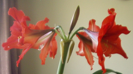 Апрелятам цветы