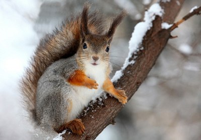 Сегодня я встретил белочку...