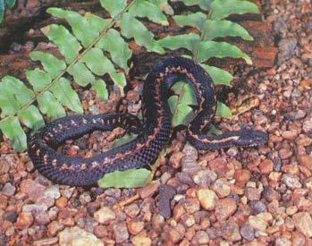 Передо мной являлась ты