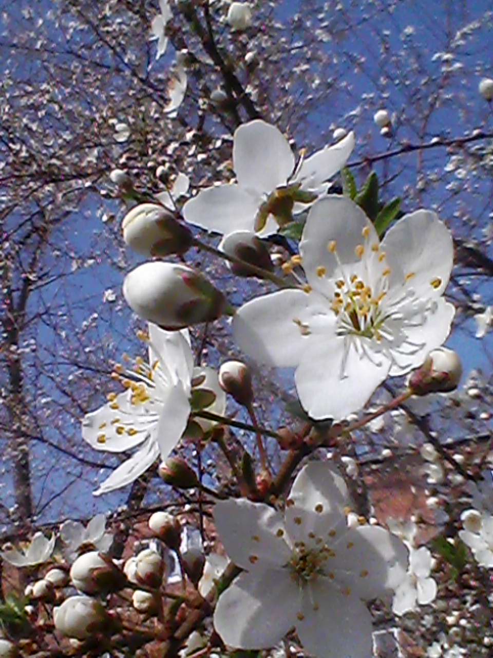 Весенняя заснеженность