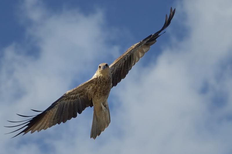 Он летел по чисту небу