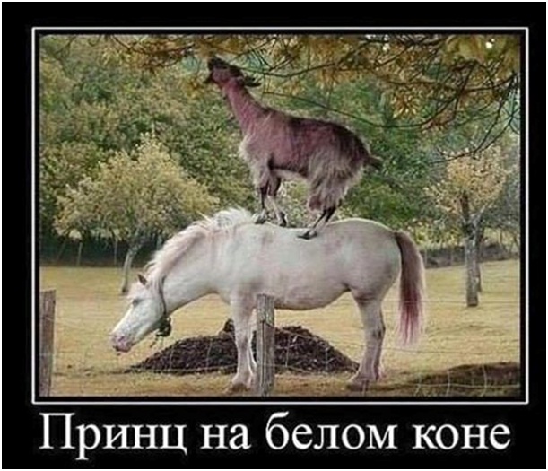 Кто дождется Принца на белом коне