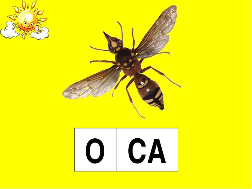 Звуковая схема слова оса