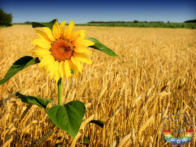 В мире жить проще