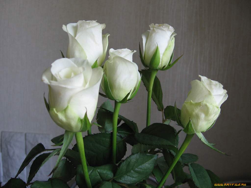 Сколько стоит купить 3 розы. Белые розы в вазе. Букет белых роз в вазе. Белые срезанные розы. Три белые розы.