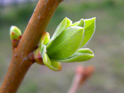 Как весенние листочки...