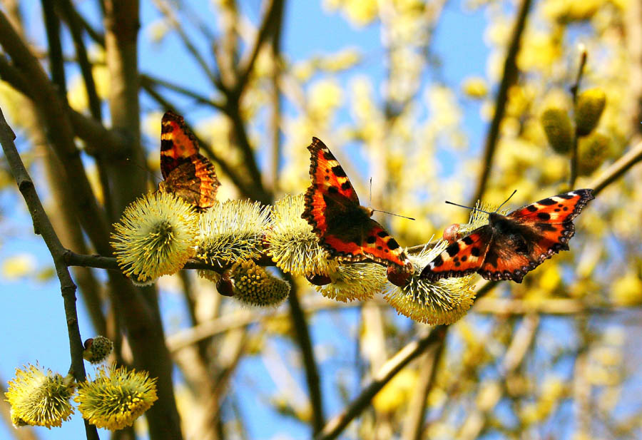 Бабочки весной картинки. Насекомые весной. Весенние бабочки. Бабочка ранней весной.