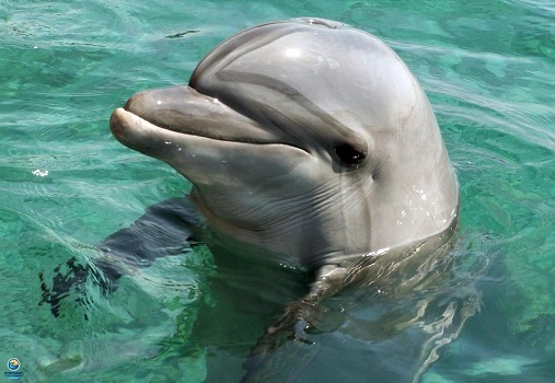Дельфин