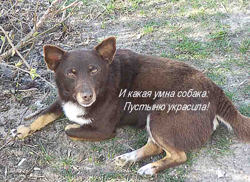 Пабачтэ! Лой дэсь вшэ