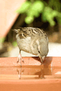 Весенние птицы