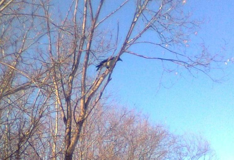 Неужели весна?! Размышления вороны