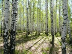 Счастливые дороги