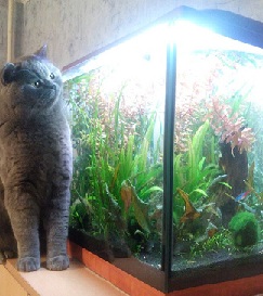 Кот и рыбка