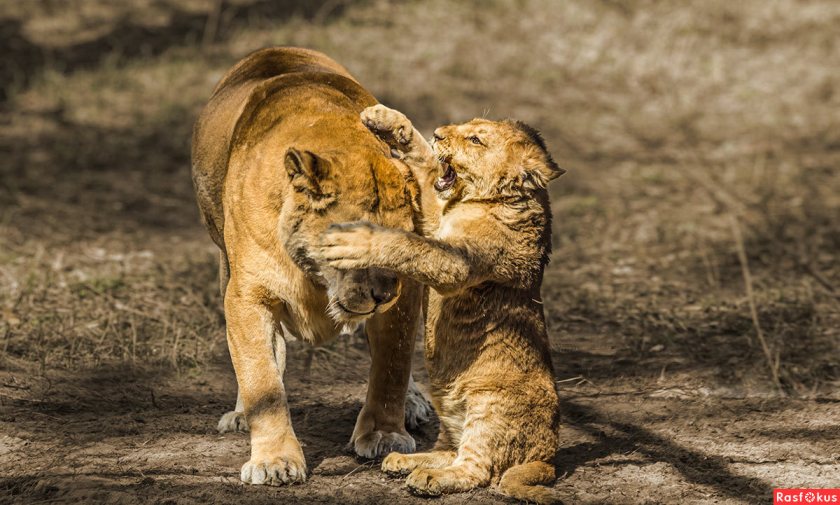 Это друг!.. Конкурсное
